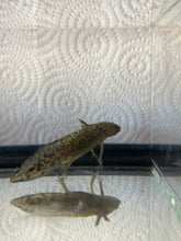 Load image into Gallery viewer, Axolotl