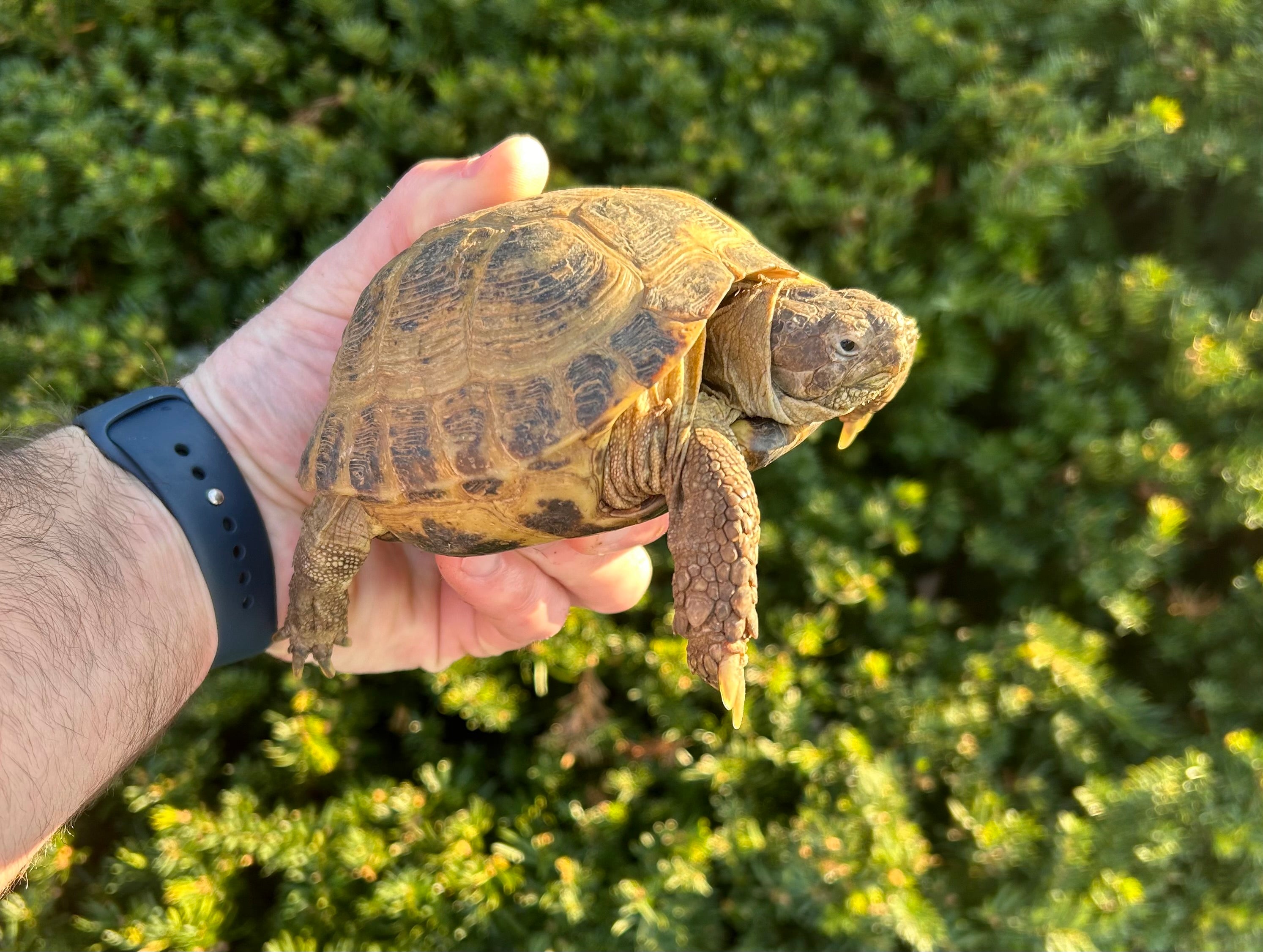 Horsfield Tortoise Russian Tortoise In The Wild Russian Tortoise