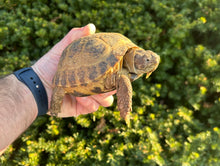 Load image into Gallery viewer, Adult Russian Tortoise (Male)