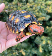 Load image into Gallery viewer, 4” Cherry-Head Red Foot Tortoise