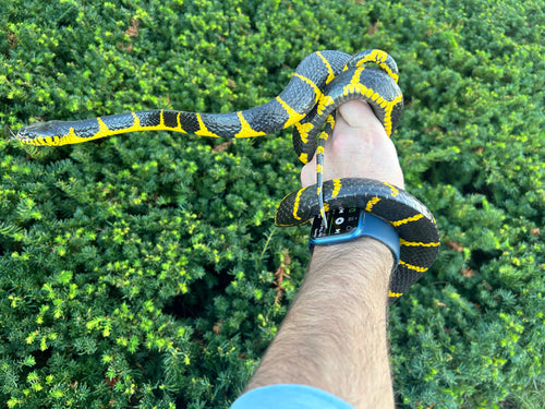 Adult Indonesian Mangrove Snake