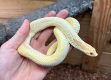 Load image into Gallery viewer, Adult Albino Super Conda Western Hognose Snake (Female)