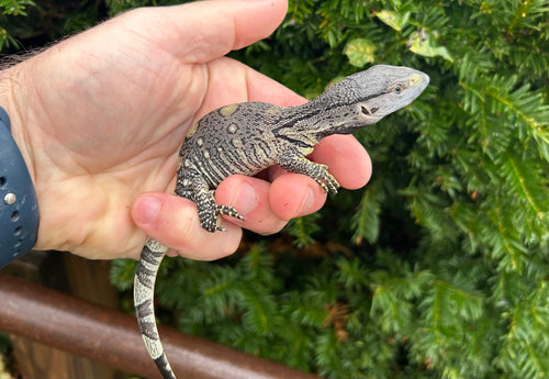 Baby Black Throat Monitor (2)