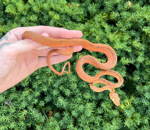 ‘Colored’ Amazon Tree Boa (Male)
