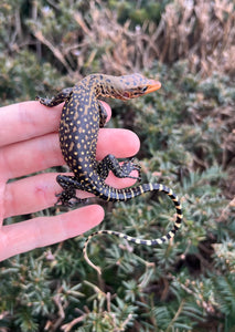 Baby Yellow Quince Monitor (1)