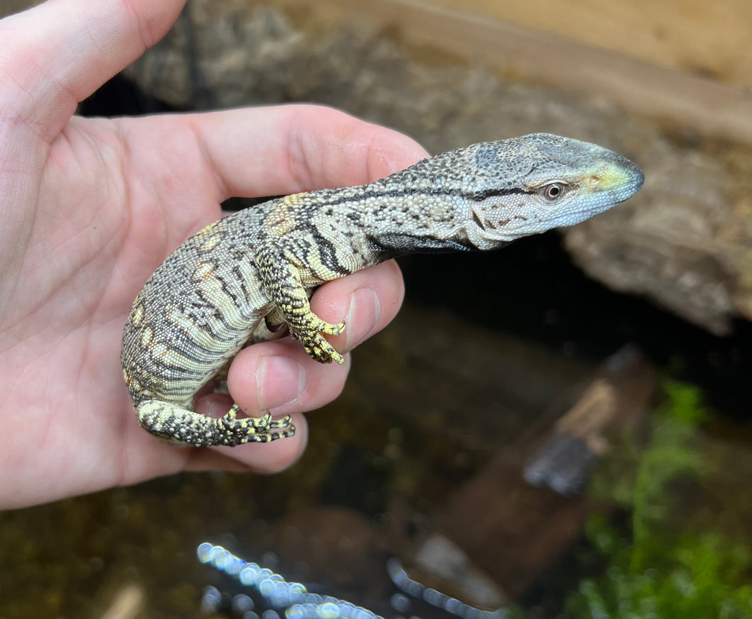 Baby Black Throat Monitor (4)