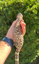 Load image into Gallery viewer, Yearling Rio-Fuerte Beaded Lizard (1)