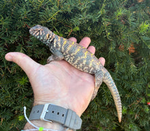 Load image into Gallery viewer, Adult ‘Exceptional’ Ornate Uromastyx