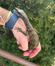 Load image into Gallery viewer, Small Black Roughneck Monitor (1)