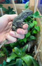 Load image into Gallery viewer, Baby Rhino Iguana (Female)