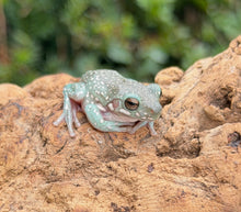 Load image into Gallery viewer, Baby Super Snowflake White’s Tree Frogs