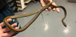 Adult Striped Bronzeback Snake