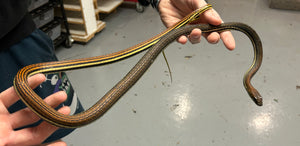 Adult Striped Bronzeback Snake