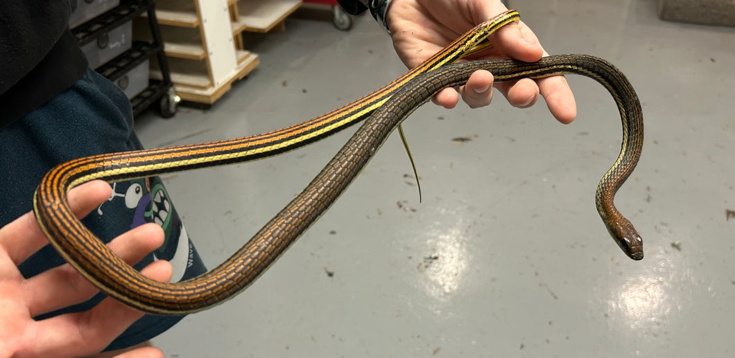 Adult Striped Bronzeback Snake
