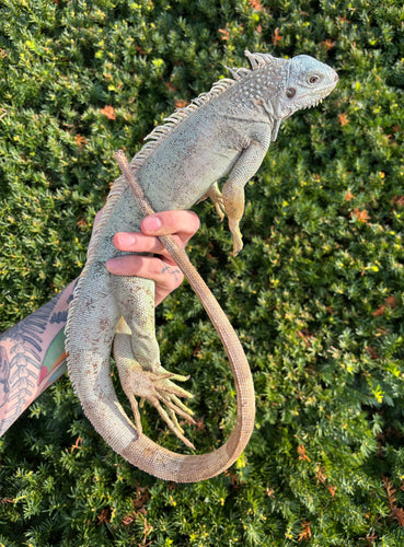 Adult Blue Iguana (Male)