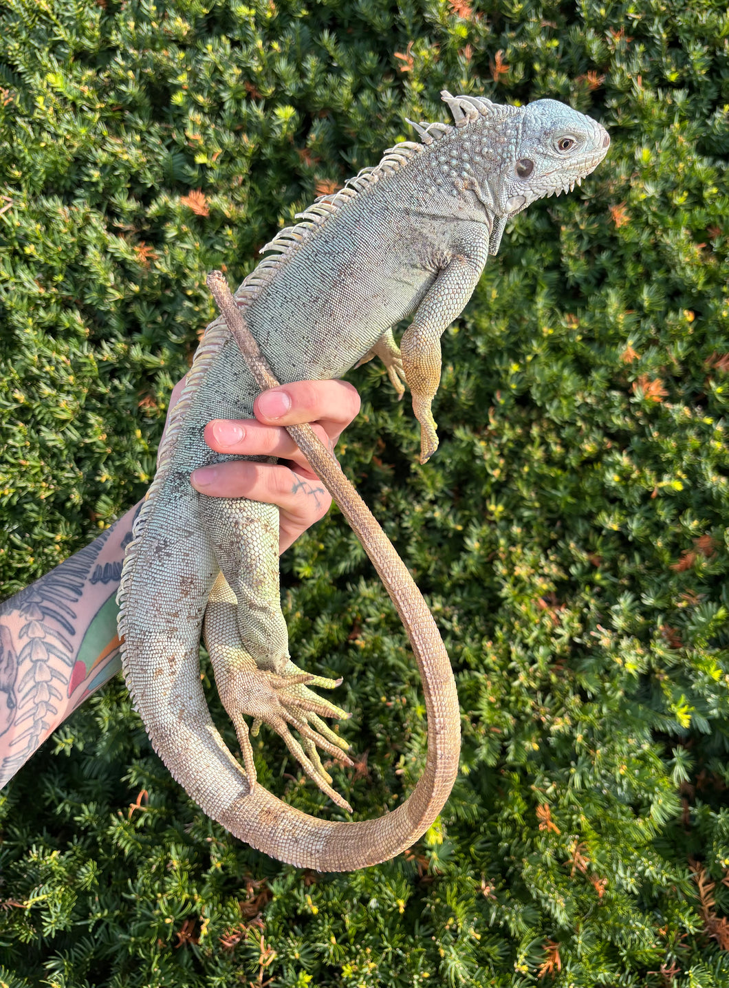 Adult Blue Iguana (Male)