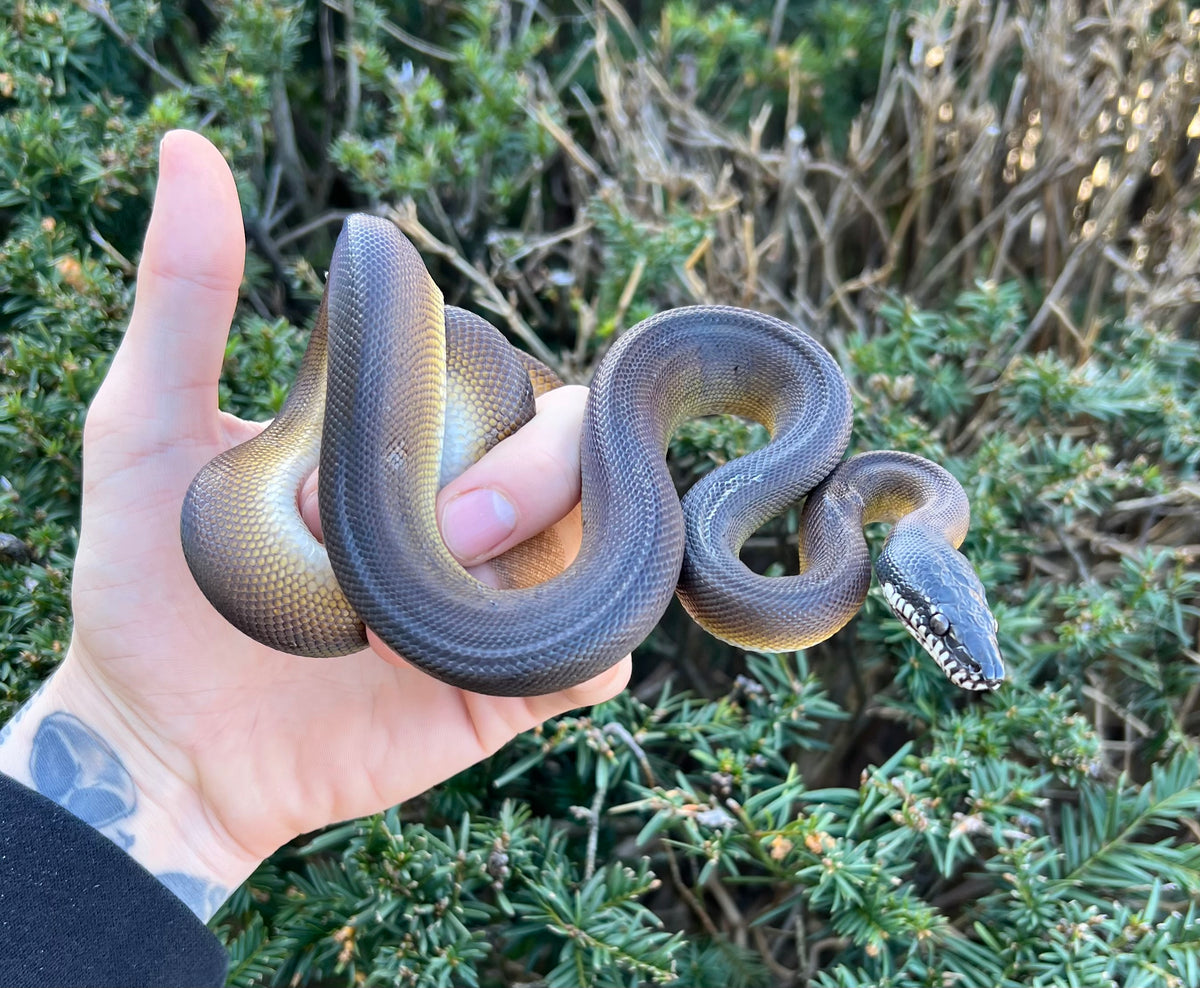 Sub-Adult Northern White-Lipped Python (Male) – Scales and Tails of Ohio