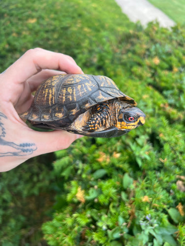 Adult Eastern Box Turtle (Male)