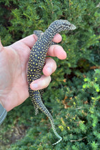 Load image into Gallery viewer, Baby Pastel Blue-Tailed Monitor