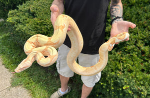 Adult Albino(Sharp-Strain) Columbian Red-Tailed Boa Constrictor (Male)