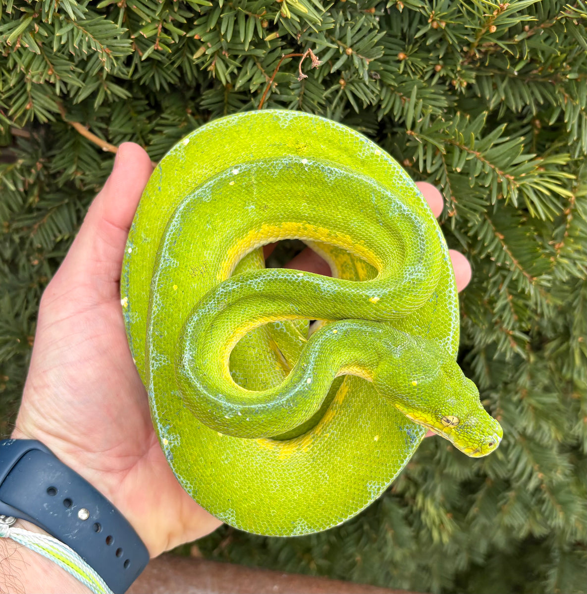 Green Tree Female Python Adult Jayapura Green Tree Python (Female) – Scales and Tails of Ohio