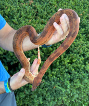 Load image into Gallery viewer, Sub-Adult Super Hypo Leopard het Khal Albino Columbian Red-Tailed Boa Constrictor (Female)