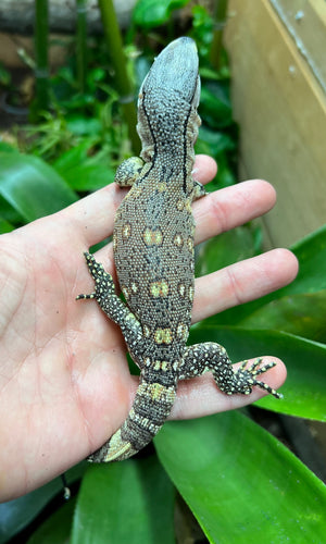 Baby Black Throat Monitor (6)