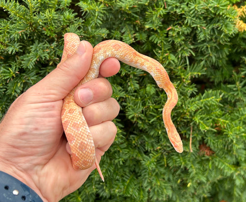 Juvenile Albino Corn Snake (Male)