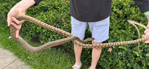 Adult Oriental Ratsnake