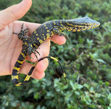 Load image into Gallery viewer, Baby ‘Exceptional’ Ornate Nile Monitor (4)