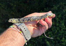 Load image into Gallery viewer, Juvenile Nicaraguan Tiger Ratsnake (Male)