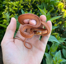 Load image into Gallery viewer, Orange Amazon Tree Boa (Male 5)