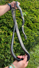 Load image into Gallery viewer, Adult Tiger Ratsnake (Female 1)