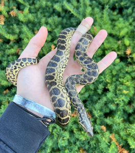Baby Yellow Anaconda (Female 4)