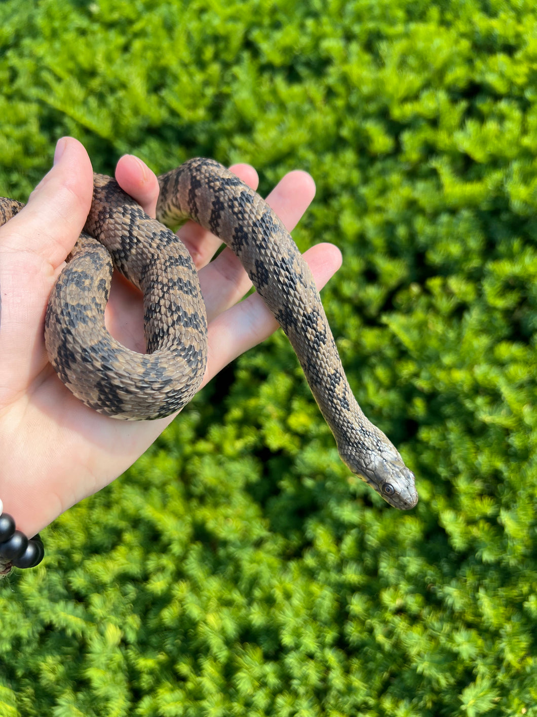 Adult Diamondback Water Snake (Female)