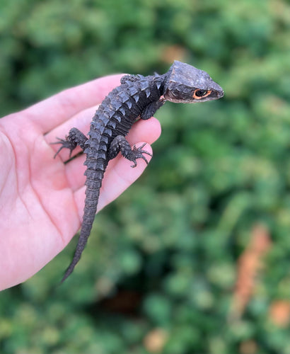 Red-Eyed Crocodile Skink