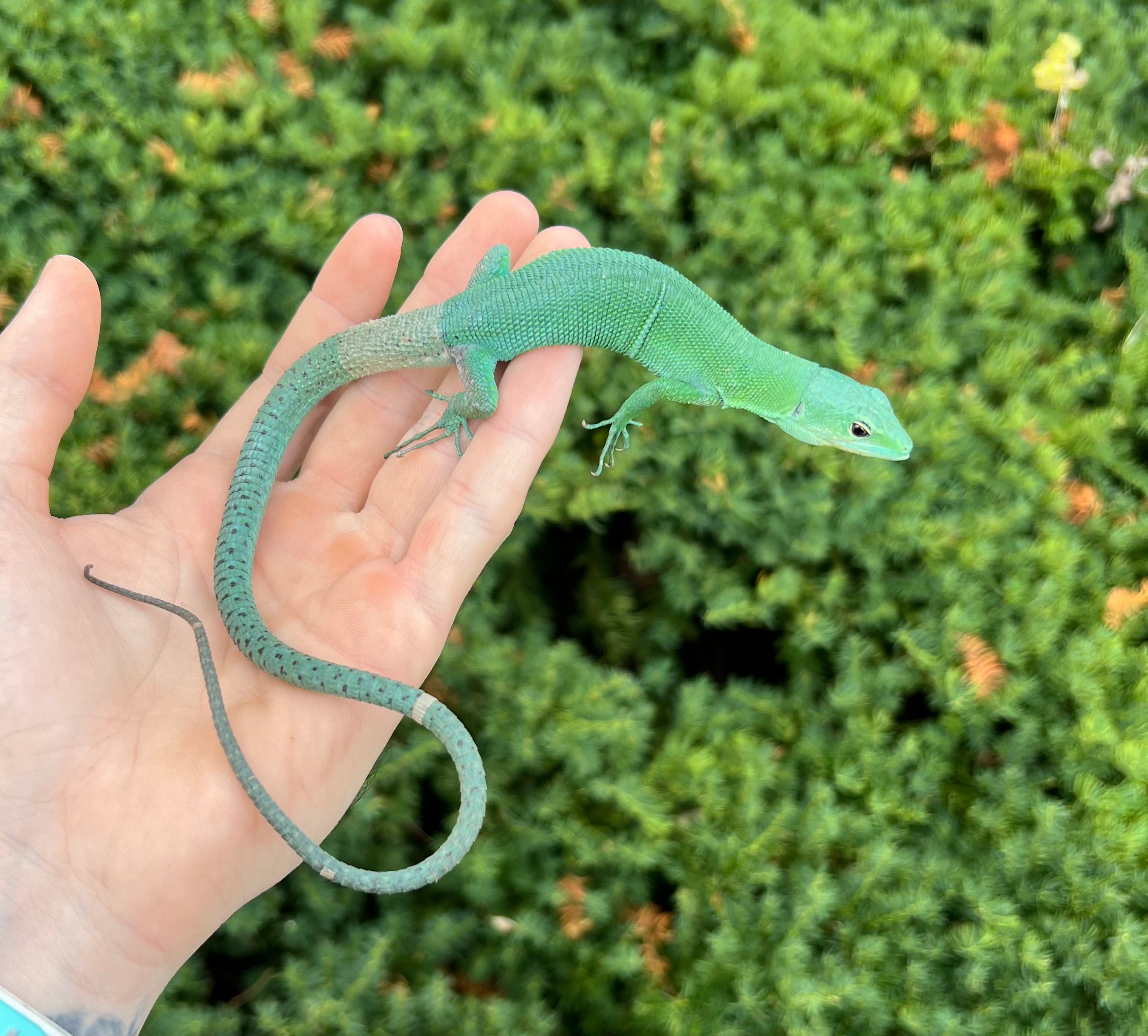 Adult Green Keeled Lizard (Male 1) – Scales and Tails of Ohio