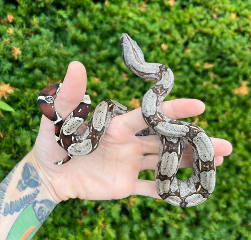 Juvenile Guyana Boa (Female 2)
