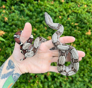 Juvenile Guyana Boa (Female 2)
