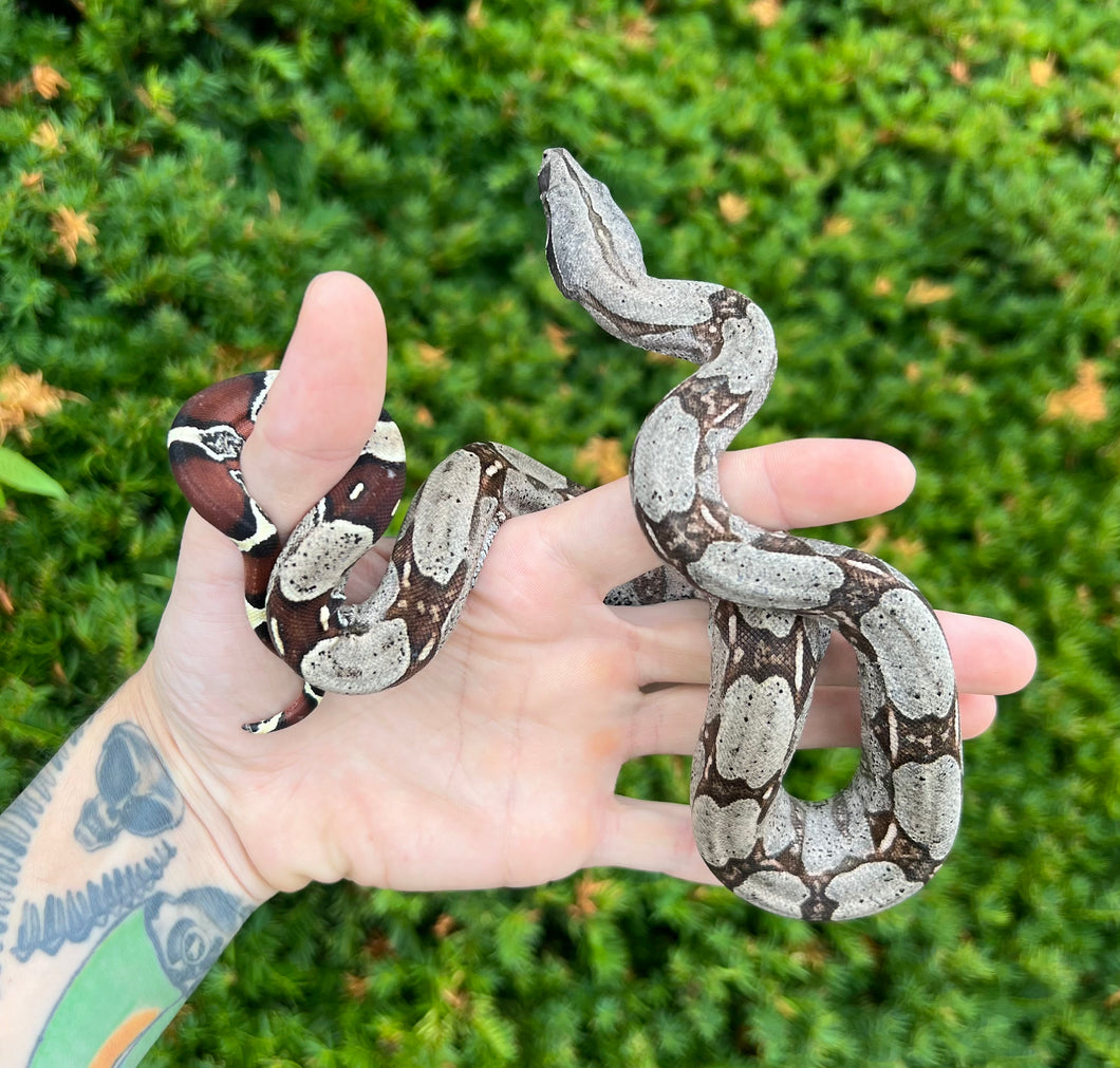 Juvenile Guyana Boa (Female 2)