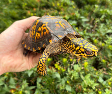 Load image into Gallery viewer, Adult ‘High-Yellow’ Eastern Box Turtle (Male)