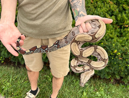 Sub-Adult Guyana Boa (Female)