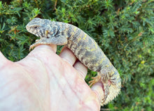Load image into Gallery viewer, Adult Ornate Uromastyx (2)