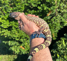 Load image into Gallery viewer, Yearling Rio-Fuerte Beaded Lizard (1)