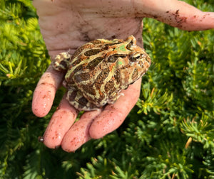 Juvenile Pac Man Frog (8)