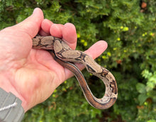 Load image into Gallery viewer, Baby Stripe-Tailed Columbian Red-Tailed Boa Constrictor (Female 1)
