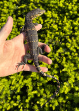 Load image into Gallery viewer, Baby Asian Water Monitor 100% het Black Dragon