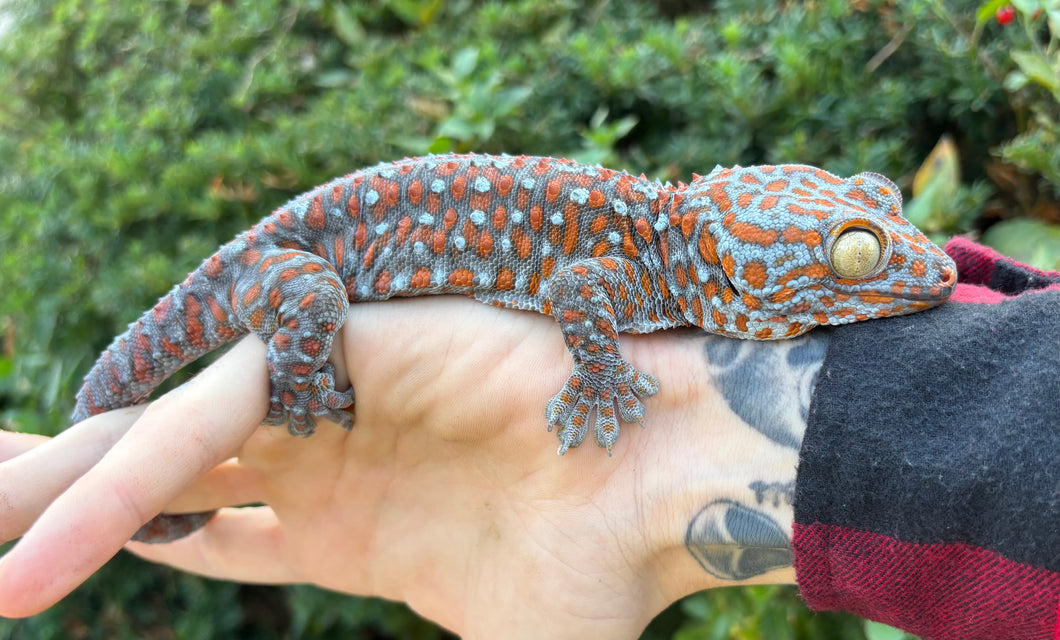 XL Adult Tokay Gecko (Male)