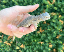 Load image into Gallery viewer, Baby Egyptian Uromastyx (1)