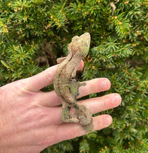 Load image into Gallery viewer, Adult Mossy Leaf-tailed Gecko (Female 2)